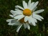 DSCF0374