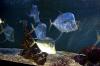 monaco_mg_9502