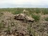 13bulharsko295